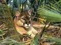 cat pict #39