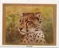 cat pict 39