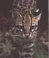 cat pict #15