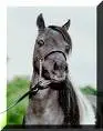 horse #3