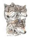 wolf 56