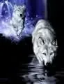 wolf drinking water