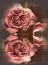 Rose reflection