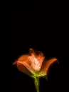 Blooming Rose