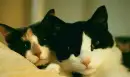 Cat and Cat 