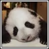 cute panda