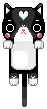 black kitty