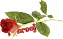 arooj