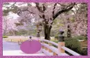 Pretty Picture