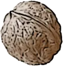 Brain