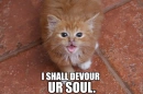 kitty lol