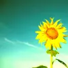 SunFlower â™ª