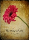 thinking of you