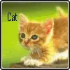 cute cute cat