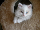 cute kitten