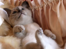 kitten in small basket