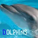 dolphins!!!
