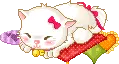 sleeping cat