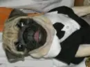 my dog franky