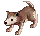 Baby Desert Wolf