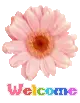 welcome
