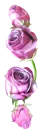 purplr roses