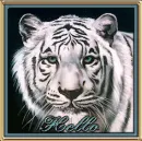 Tiger Hello