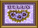 Pansy Hello