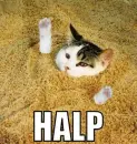 oh no! held da kitty