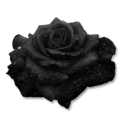 black rose