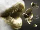 Gold Kiss