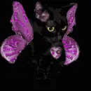 BlackCat farie