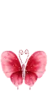 PINK BUTTERFLY