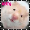 hamster is so cutee
