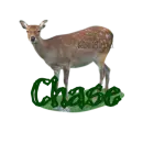 chase