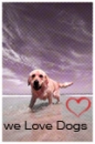 We Love dogs