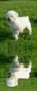 Cute dog