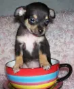 cute - pup in a cup