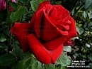 rose for you!!!