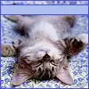 nap!