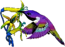 hummingbird