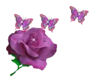 purple rose with butterflies