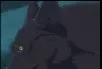 wolf's rain