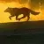 wolf's rain