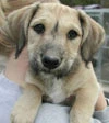 puppy luv