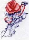 rose