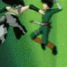 Rock Lee