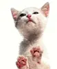 licking cat