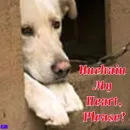 NoChainedDogs