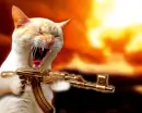 mean kitty